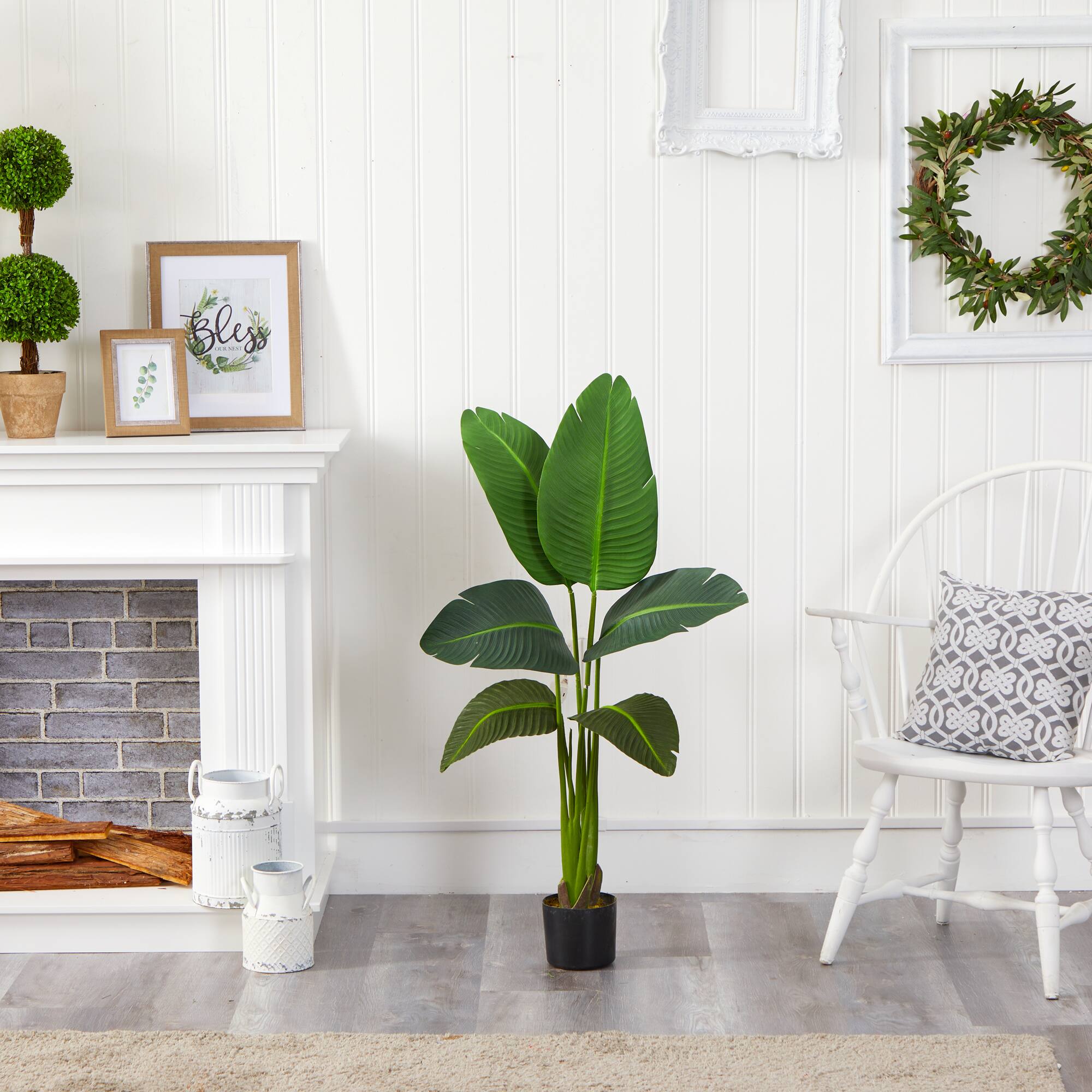 4ft. Potted Travelers Palm